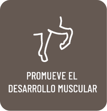 Promueve el desarrollo muscular