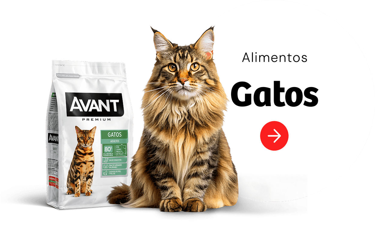 Ver alimentos para Gatos