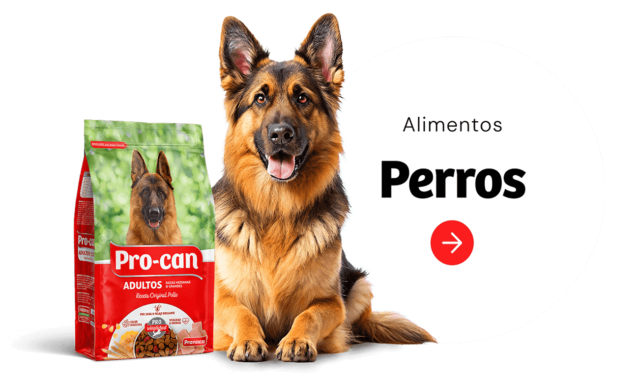 Ver alimentos para Perros