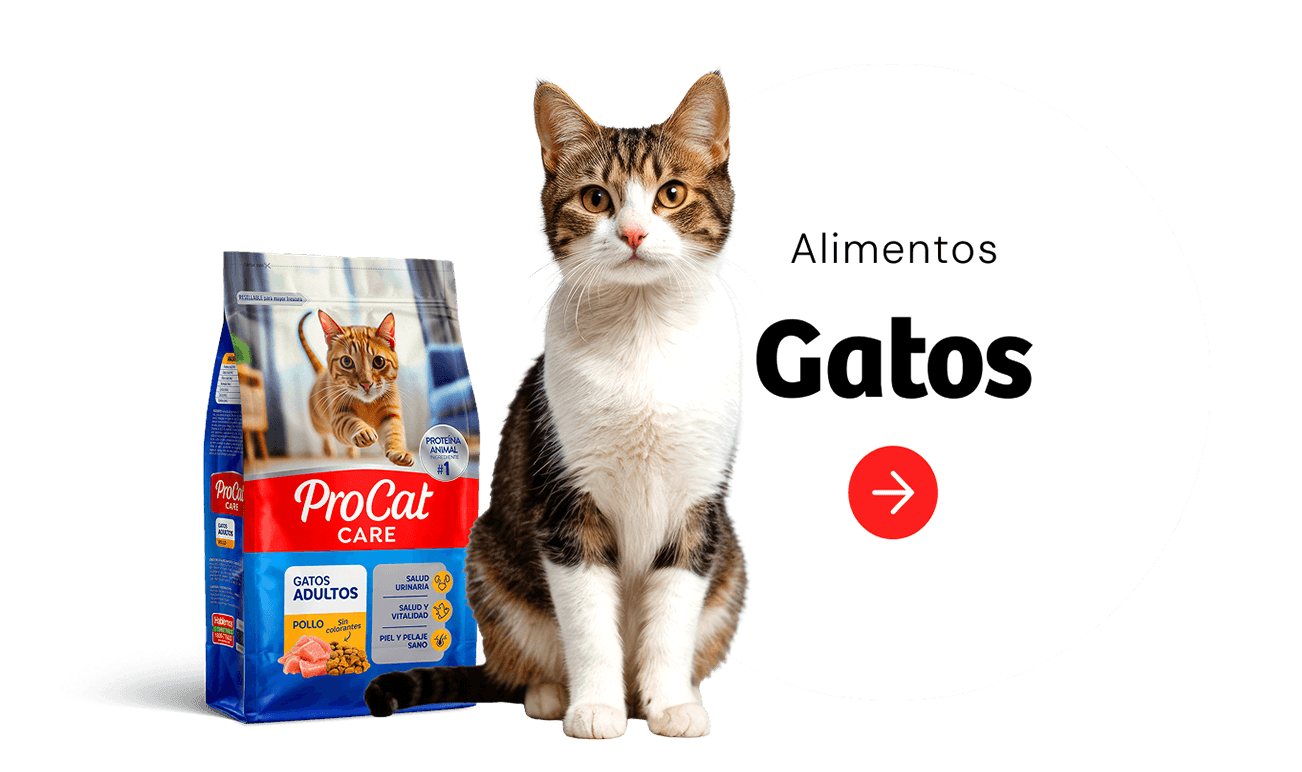 Ver alimentos para Gatos