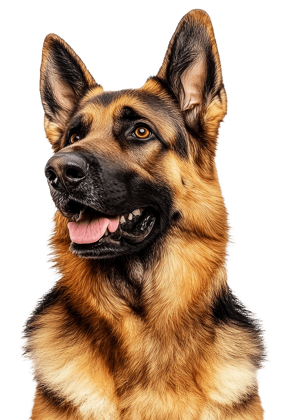 Perro Pro-can