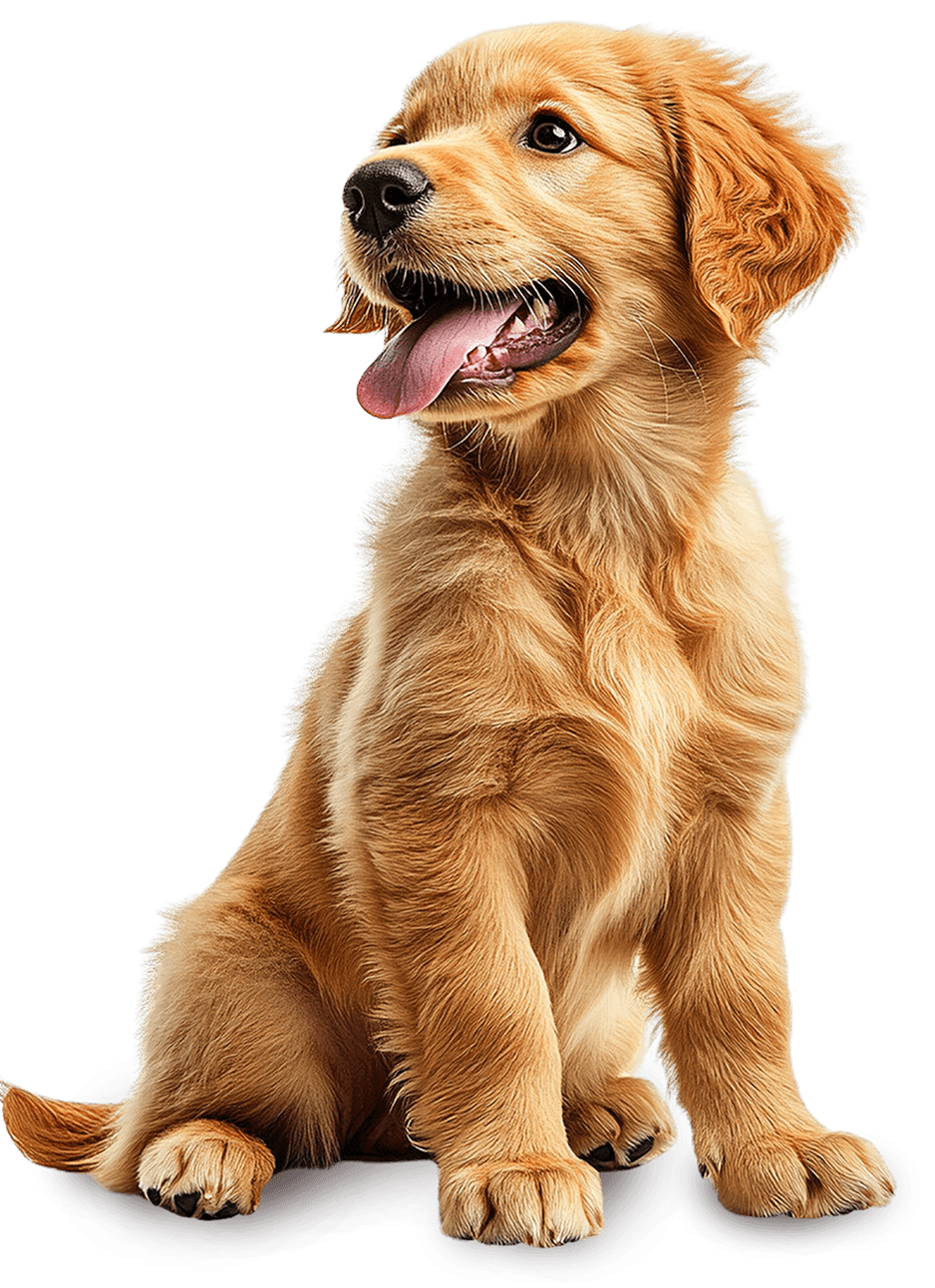 Cachorro Pro-can