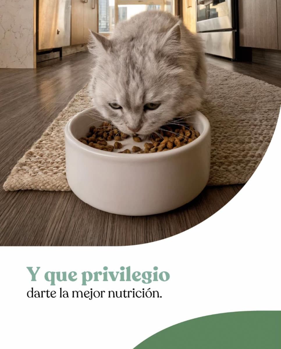 Avant Premium gatos — contenido en TikTok