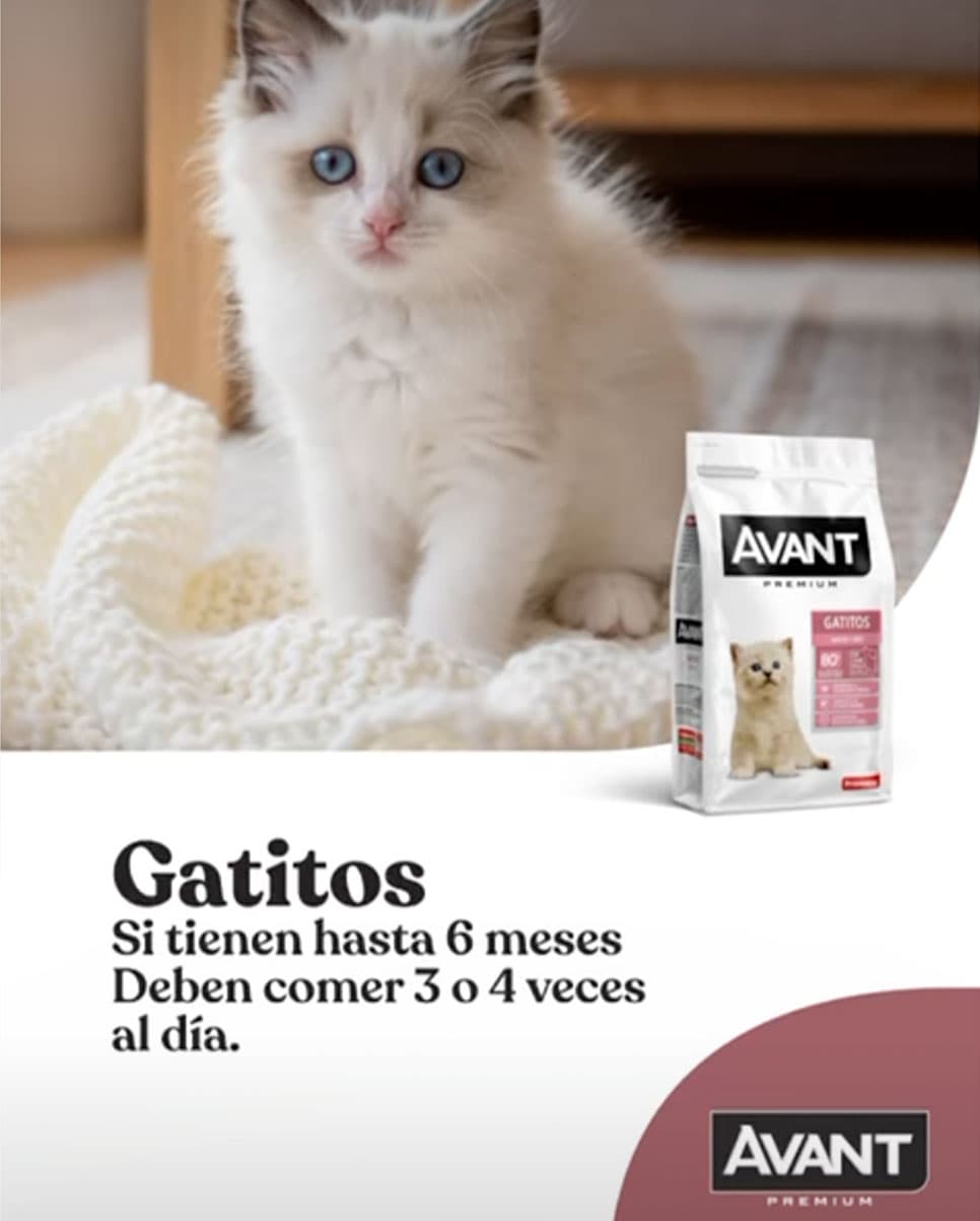 Avant Premium gatos — contenido en Instagram Reel