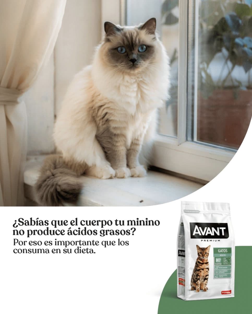 Avant Premium gatos — contenido en Instagram Reel