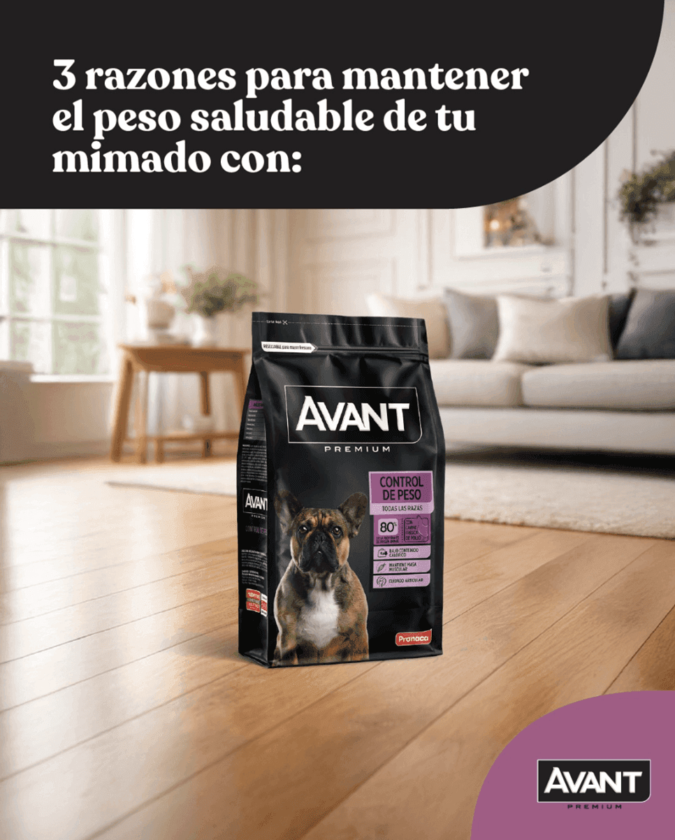 Avant Premium perros — contenido en Instagram