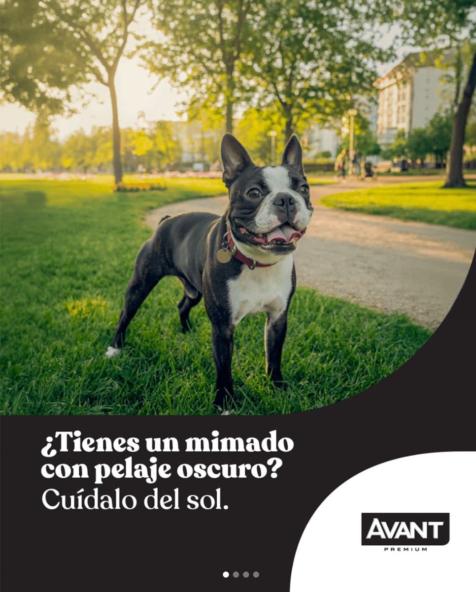Avant Premium perros — contenido en Instagram Reel