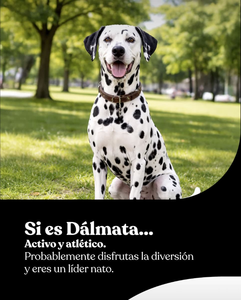 Avant Premium perros — contenido en Instagram Story