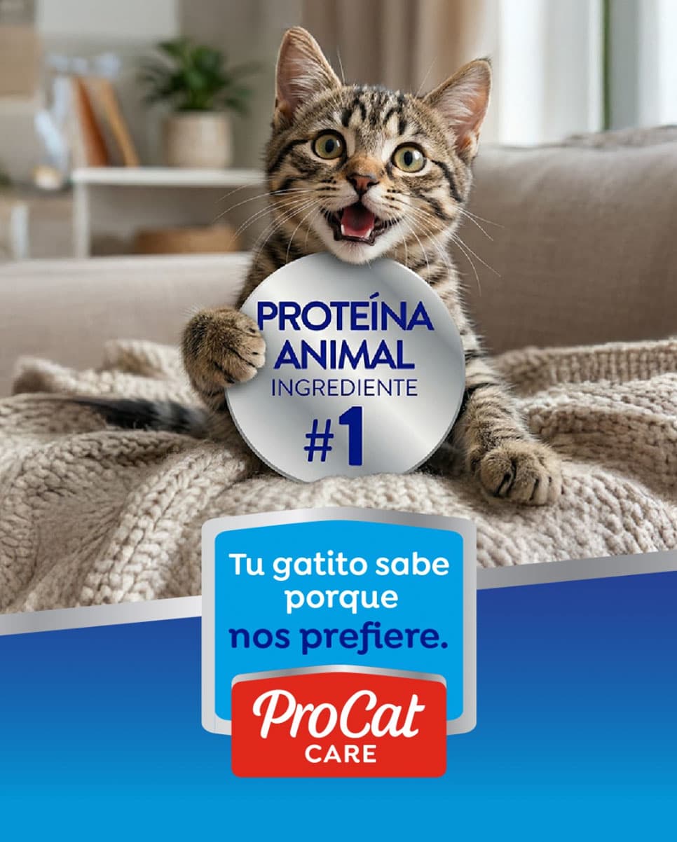 ProCat Care — contenido en Instagram Post