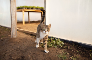 “Un gato atigrado de pelaje corto caminando por el jardín de una casa”