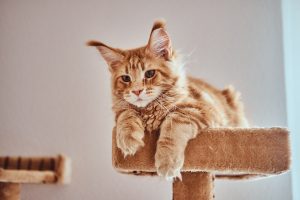 Gato naranja sobre un rascador de gatos.
